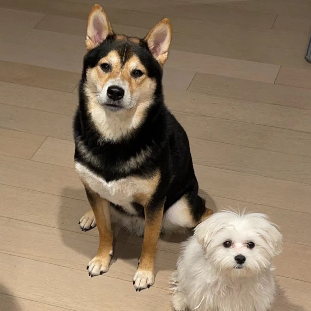 Meet your Posher, Qianzi